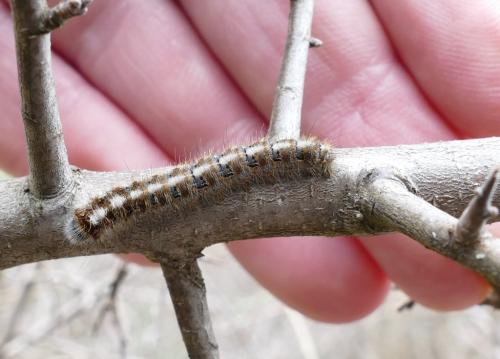 Lasiocampa quercus